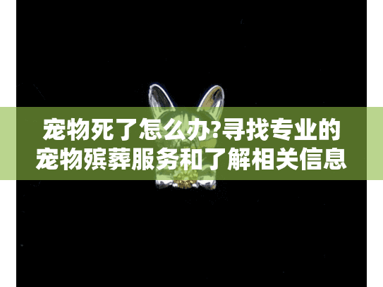宠物死了怎么办?寻找专业的宠物殡葬服务和了解相关信息