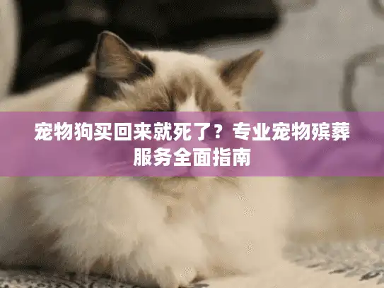 宠物狗买回来就死了？专业宠物殡葬服务全面指南