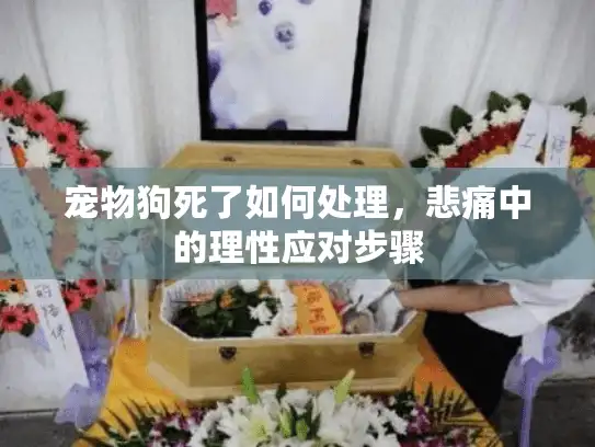 宠物狗死了如何处理，悲痛中的理性应对步骤