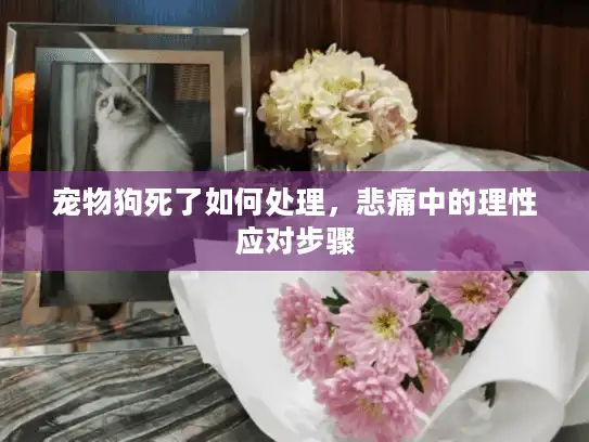 宠物狗死了如何处理，悲痛中的理性应对步骤