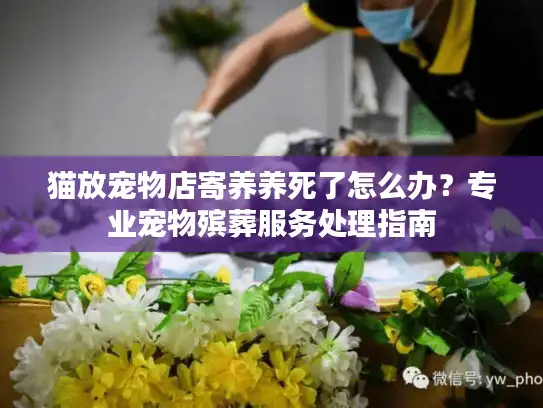 猫放宠物店寄养养死了怎么办？专业宠物殡葬服务处理指南