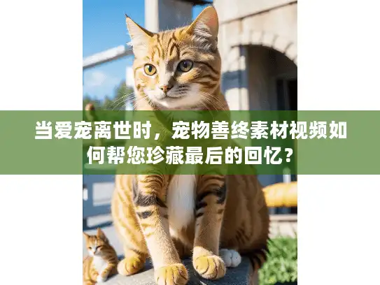 当爱宠离世时，宠物善终素材视频如何帮您珍藏最后的回忆？