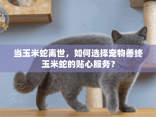 当玉米蛇离世,如何选择宠物善终玉米蛇的贴心服务? 当玉米蛇离世,如何选择宠物善终玉米蛇的贴心服务?