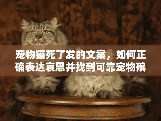 宠物猫死了发的文案，如何正确表达哀思并找到可靠宠物殡葬服务？