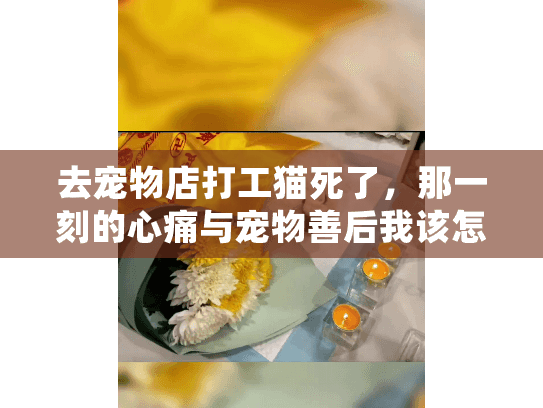去宠物店打工猫死了，那一刻的心痛与宠物善后我该怎么做？