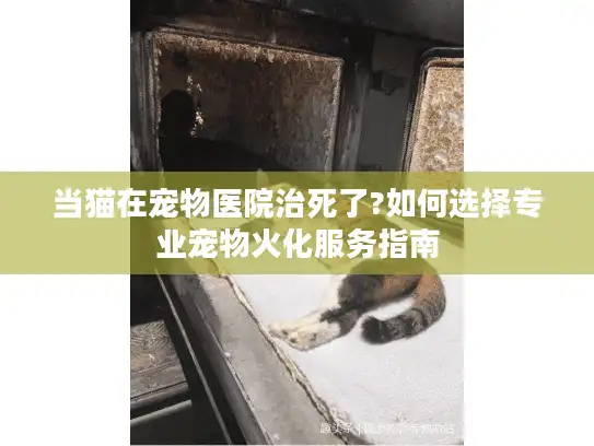 当猫在宠物医院治死了?如何选择专业宠物火化服务指南