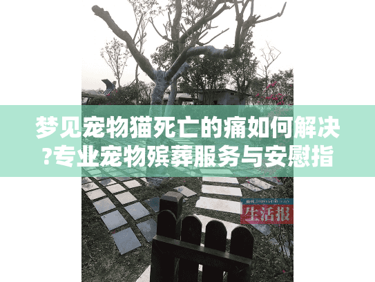 梦见宠物猫死亡的痛如何解决?专业宠物殡葬服务与安慰指南