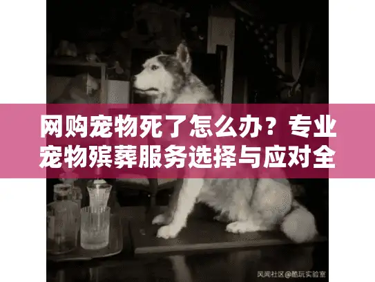 网购宠物死了怎么办？专业宠物殡葬服务选择与应对全攻略