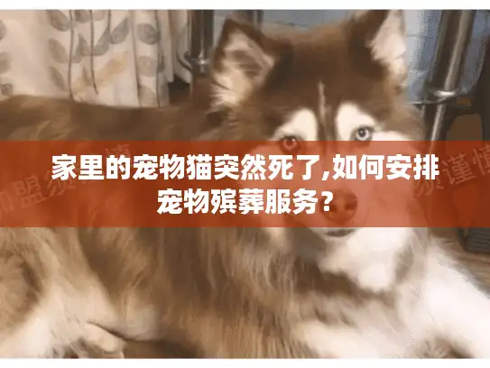 家里的宠物猫突然死了,如何安排宠物殡葬服务？