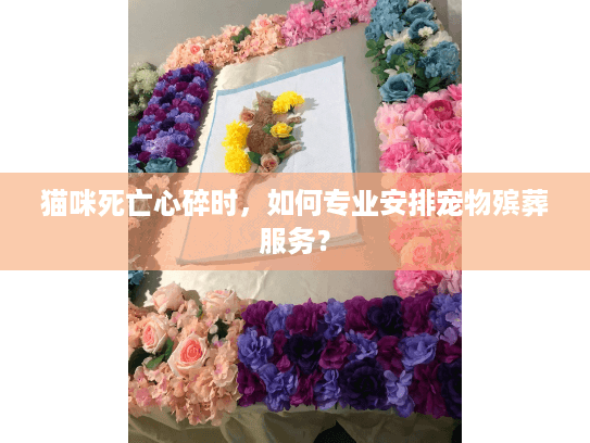 猫咪死亡心碎时，如何专业安排宠物殡葬服务？