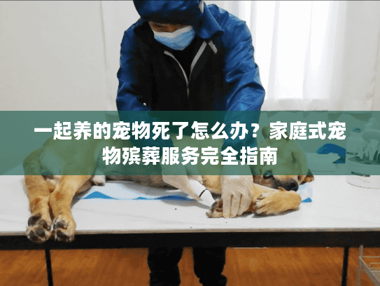 一起养的宠物死了怎么办?家庭式宠物殡葬服务完全指南 一起养的宠物死了怎么办?家庭式宠物殡葬服务完全指南