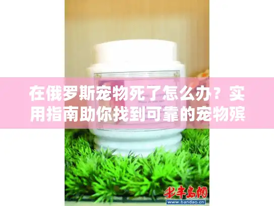 在俄罗斯宠物死了怎么办？实用指南助你找到可靠的宠物殡葬服务