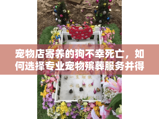 宠物店寄养的狗不幸死亡，如何选择专业宠物殡葬服务并得到情感支持
