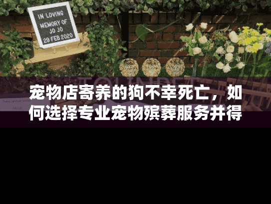宠物店寄养的狗不幸死亡，如何选择专业宠物殡葬服务并得到情感支持