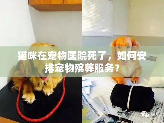 猫咪在宠物医院死了，如何安排宠物殡葬服务？