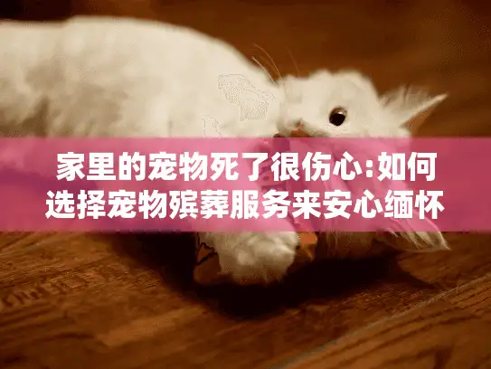 家里的宠物死了很伤心:如何选择宠物殡葬服务来安心缅怀爱宠