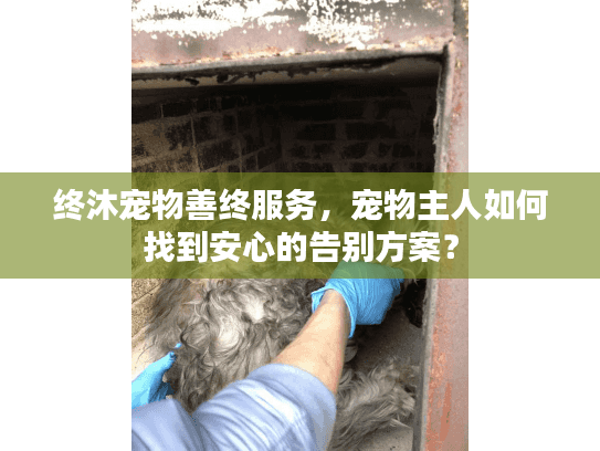 终沐宠物善终服务，宠物主人如何找到安心的告别方案？
