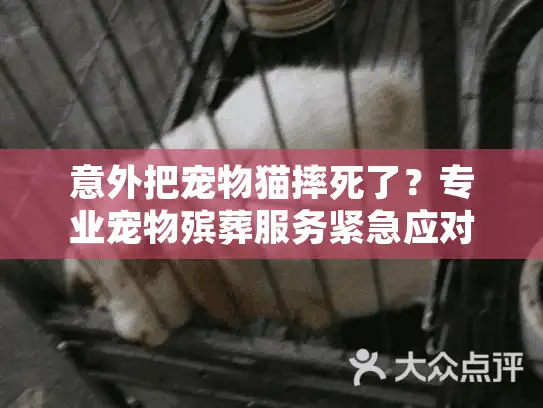 意外把宠物猫摔死了？专业宠物殡葬服务紧急应对指南