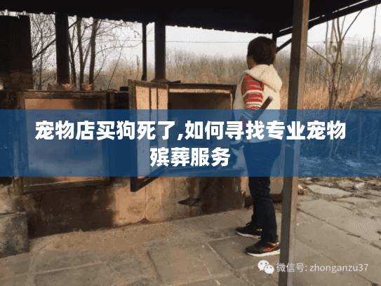 宠物店买狗死了,如何寻找专业宠物殡葬服务 宠物店买狗死了,如何寻找专业宠物殡葬服务