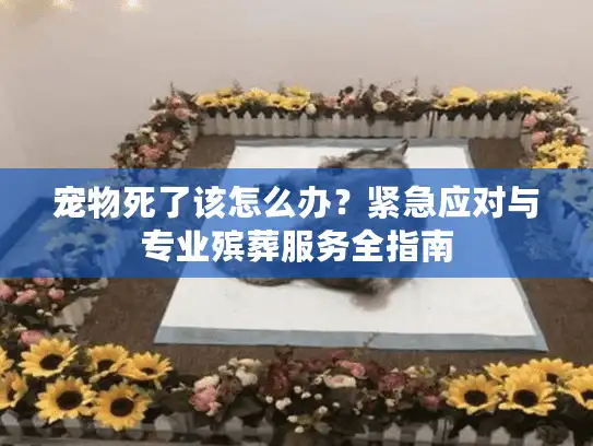 宠物死了该怎么办？紧急应对与专业殡葬服务全指南
