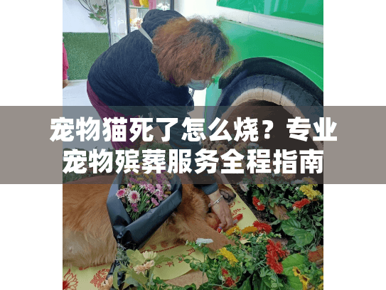 宠物猫死了怎么烧？专业宠物殡葬服务全程指南