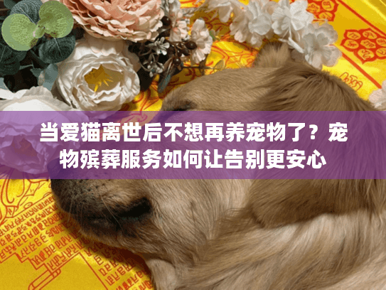 当爱猫离世后不想再养宠物了？宠物殡葬服务如何让告别更安心
