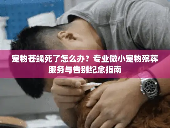 宠物苍蝇死了怎么办？专业微小宠物殡葬服务与告别纪念指南