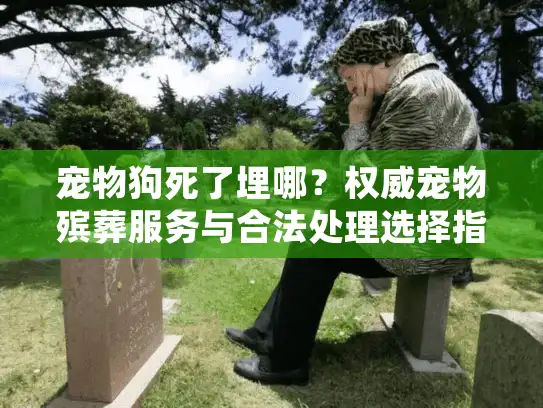 宠物狗死了埋哪？权威宠物殡葬服务与合法处理选择指南