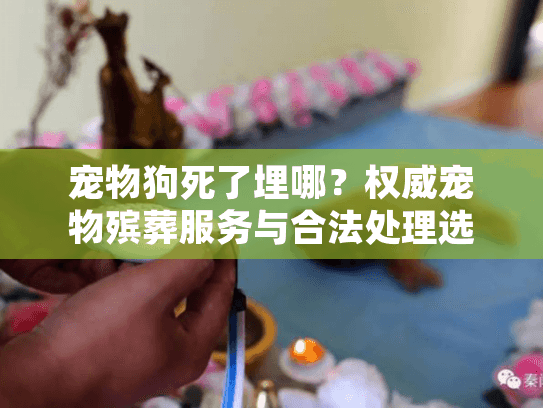 宠物狗死了埋哪？权威宠物殡葬服务与合法处理选择指南