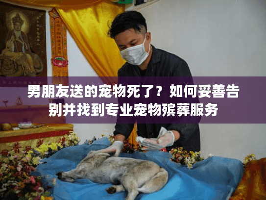 男朋友送的宠物死了？如何妥善告别并找到专业宠物殡葬服务