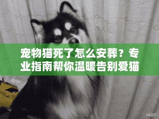 宠物猫死了怎么安葬?专业指南帮你温暖告别爱猫 宠物猫死了怎么安葬?专业指南帮你温暖告别爱猫