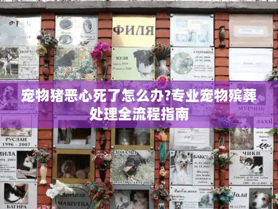 宠物猪恶心死了怎么办?专业宠物殡葬处理全流程指南