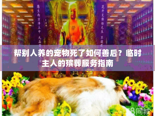 帮别人养的宠物死了如何善后？临时主人的殡葬服务指南