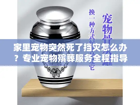 家里宠物突然死了挡灾怎么办？专业宠物殡葬服务全程指导