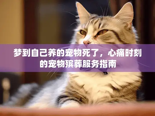 梦到自己养的宠物死了,心痛时刻的宠物殡葬服务指南 梦到自己养的宠物死了,心痛时刻的宠物殡葬服务指南