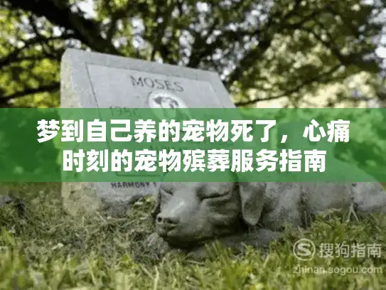 梦到自己养的宠物死了,心痛时刻的宠物殡葬服务指南 梦到自己养的宠物死了,心痛时刻的宠物殡葬服务指南