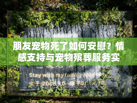 朋友宠物死了如何安慰？情感支持与宠物殡葬服务实用指南