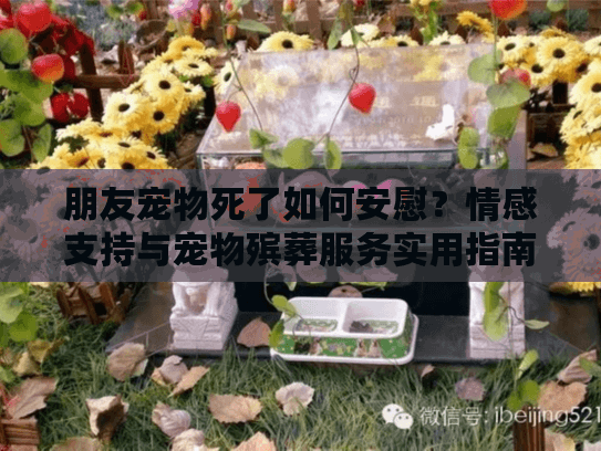 朋友宠物死了如何安慰？情感支持与宠物殡葬服务实用指南