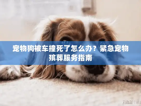 宠物狗被车撞死了怎么办？紧急宠物殡葬服务指南