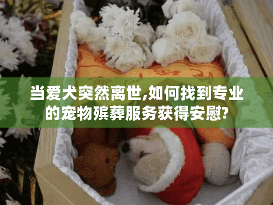 当爱犬突然离世,如何找到专业的宠物殡葬服务获得安慰?