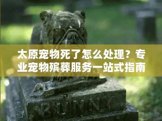 太原宠物死了怎么处理?专业宠物殡葬服务一站式指南 太原宠物死了怎么处理?专业宠物殡葬服务一站式指南