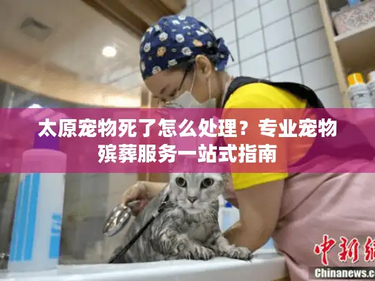 太原宠物死了怎么处理?专业宠物殡葬服务一站式指南 太原宠物死了怎么处理?专业宠物殡葬服务一站式指南