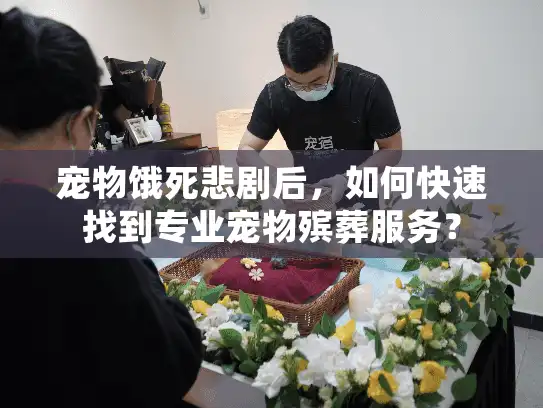 宠物饿死悲剧后，如何快速找到专业宠物殡葬服务？