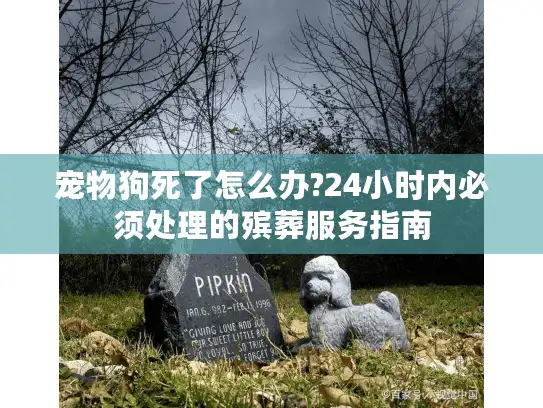 宠物狗死了怎么办?24小时内必须处理的殡葬服务指南