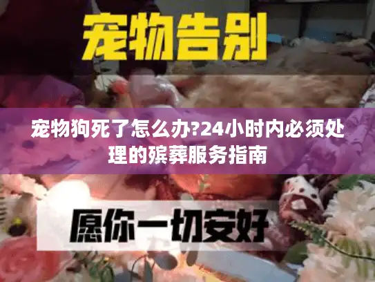宠物狗死了怎么办?24小时内必须处理的殡葬服务指南