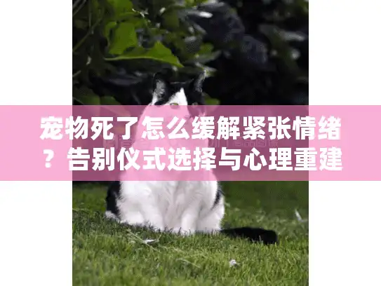 宠物死了怎么缓解紧张情绪？告别仪式选择与心理重建指南