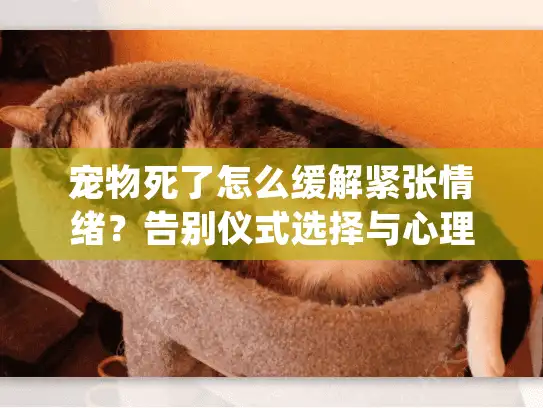 宠物死了怎么缓解紧张情绪？告别仪式选择与心理重建指南