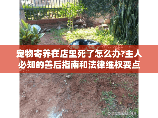 宠物寄养在店里死了怎么办?主人必知的善后指南和法律维权要点