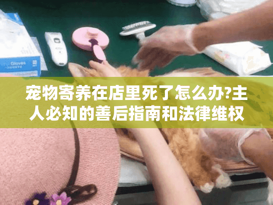 宠物寄养在店里死了怎么办?主人必知的善后指南和法律维权要点