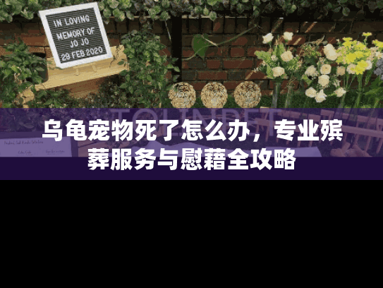 乌龟宠物死了怎么办，专业殡葬服务与慰藉全攻略